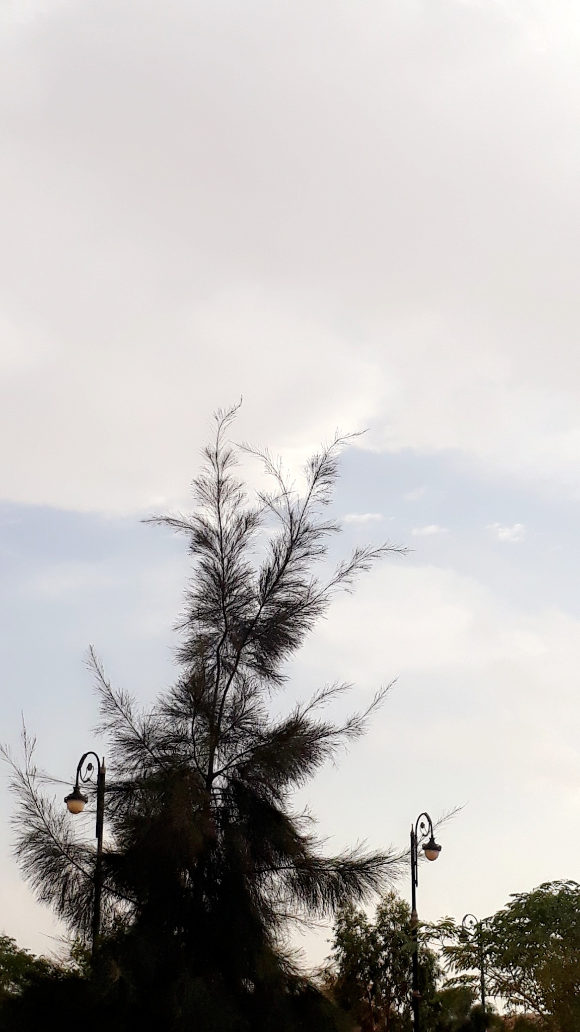 المشرفه/ منى الحربي